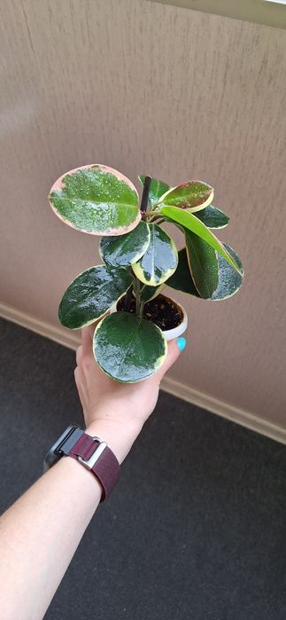 Хойя Australis Blondie(Аустралис Блонди)