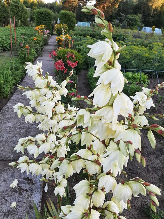 Działka ogrodowo - rekreacyjna ROD