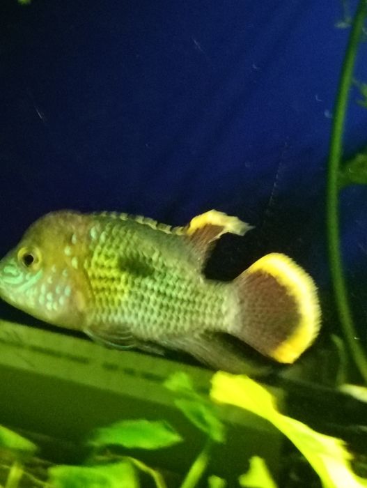 Akara pomarańczowa płetwa