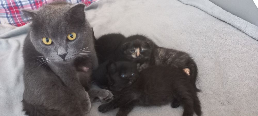 Кошенята в добрі руки.