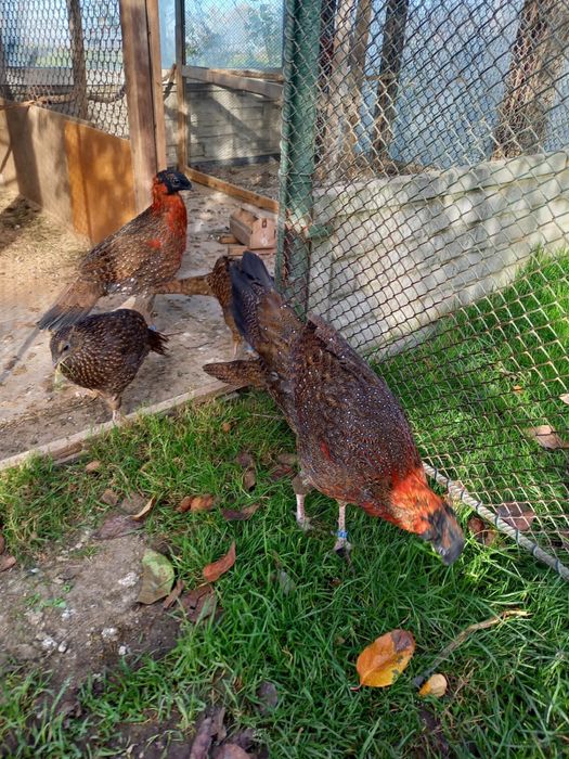 Bazanty Tragopany Satyra