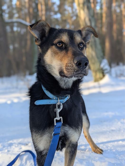 Młody pies do adopcji – średni, energiczny
