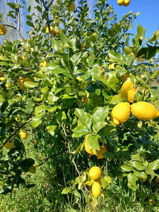Limões caseiros BIO