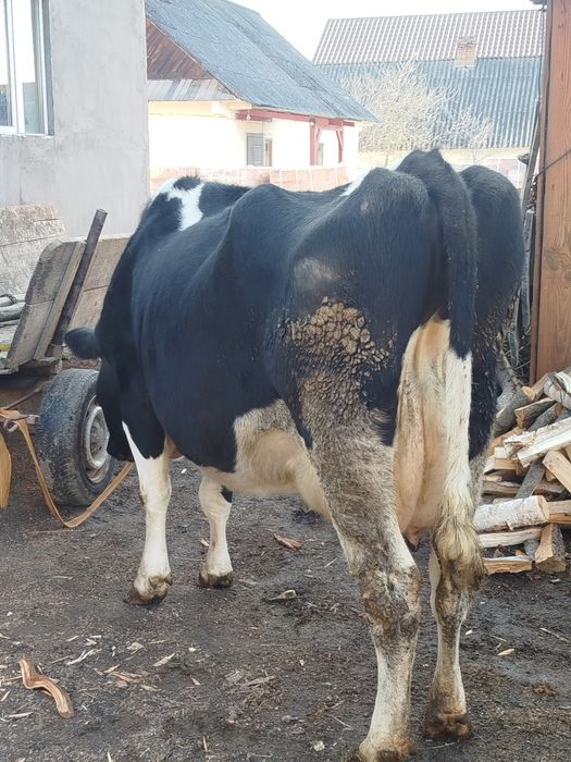 Продам добру корову