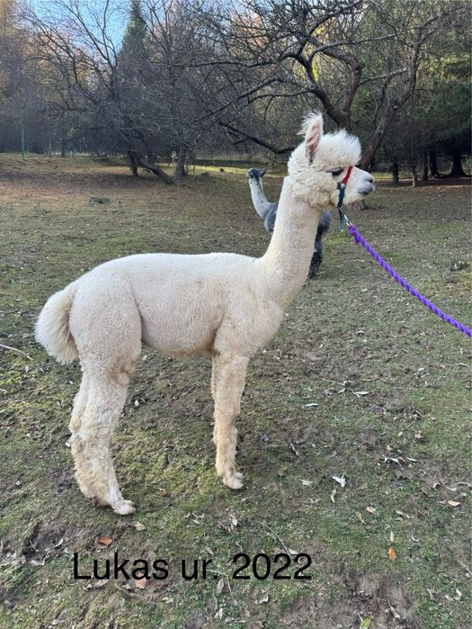 Alpaki na sprzedaż