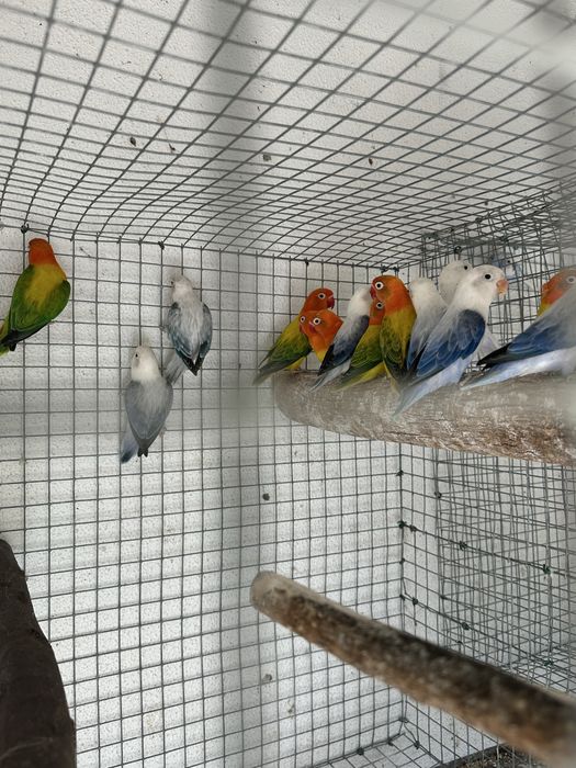 Agapornis Fishers Azuis euwing opalino