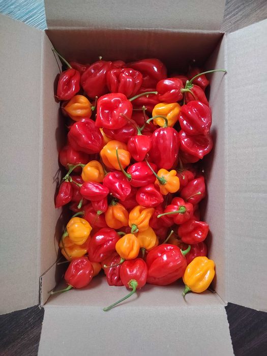 Papryka habanero czerwona