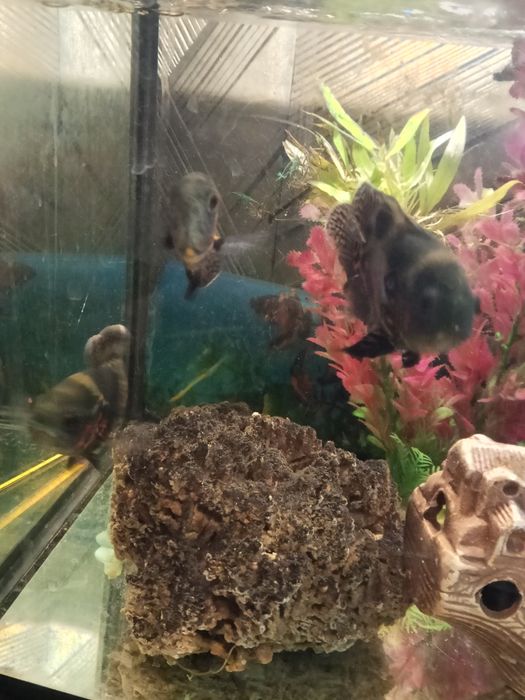 Pielęgnice pawiookie