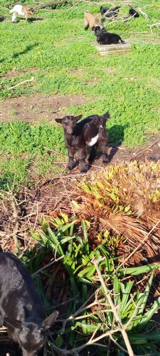 Cabras anãs nascidas em Dezembro '25