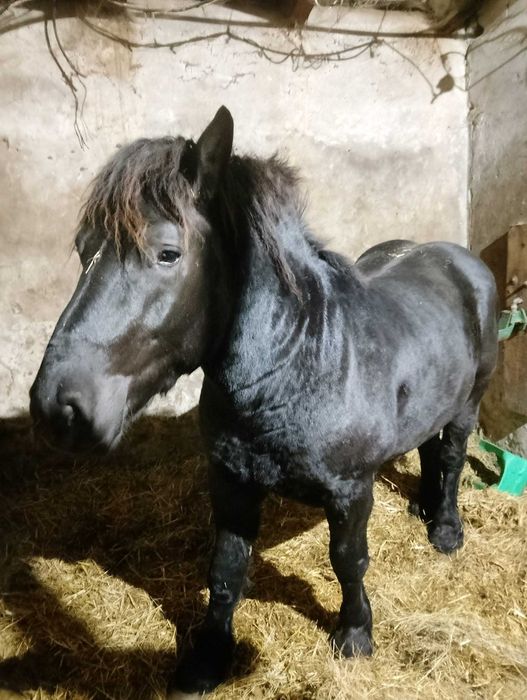 Ogier i dwie Kobyłki