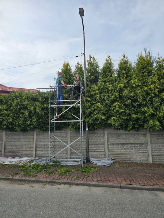 Przycinanie Tui i żywopłotów, nasadzanie żywopłotów, wycinka drzew, wywóz ścinek do utylizacji