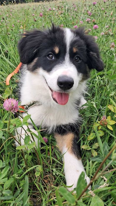 Border Collie - piesek BAGI - z hodowli NEGRESSE