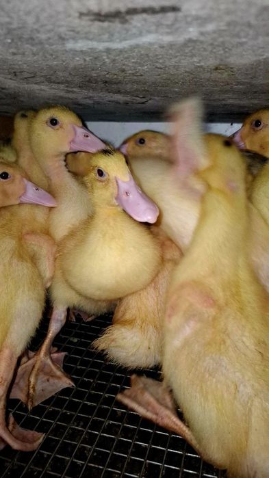 Мясо-яєчні курчата, індики, качки, перепілки.