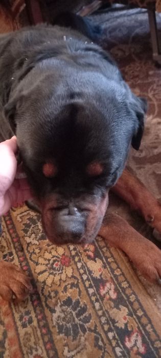 Отдам собаку в хорошие руки