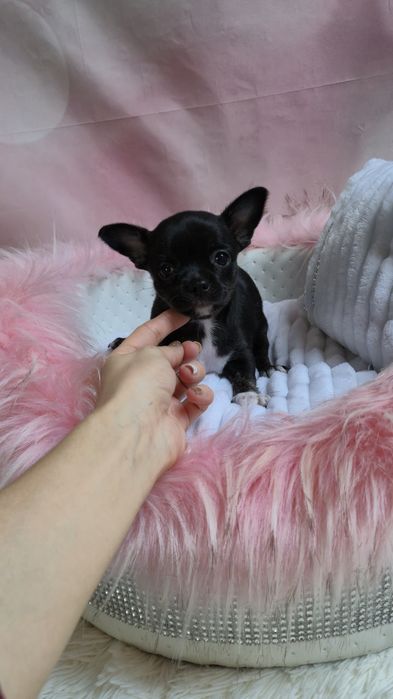 Piękna czarna dziewczynka chihuahua krótkowłosa