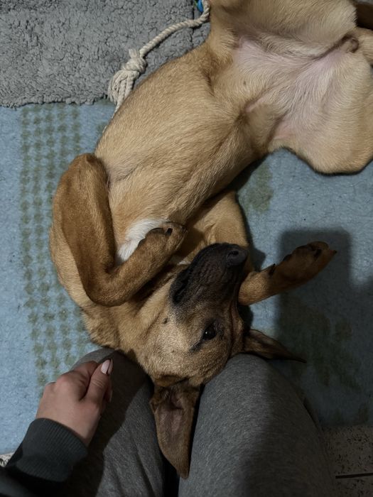 Dobbie e Sol adoção responsável