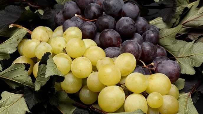 Winogron 2 letni Najlepsze odmiany winogron!Sadzonki Winogrona!