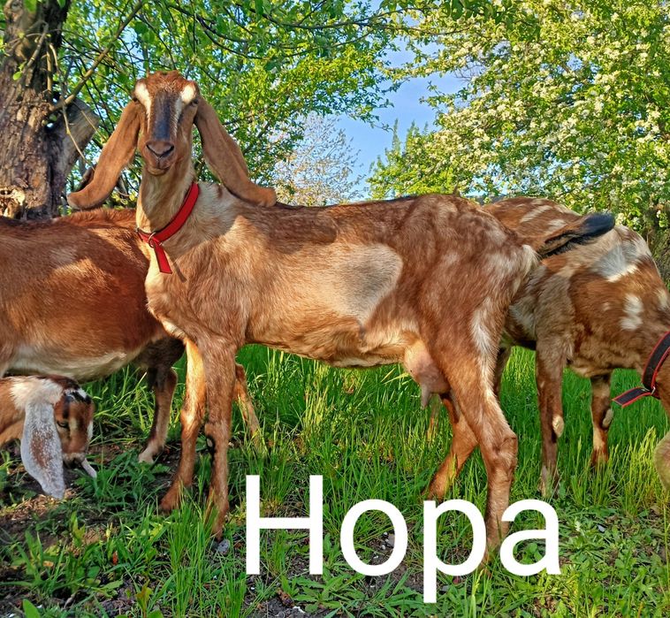 100% Англонубійсі Дойні Кози