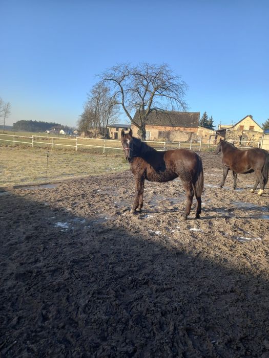 Sprzedam klacze śląskie