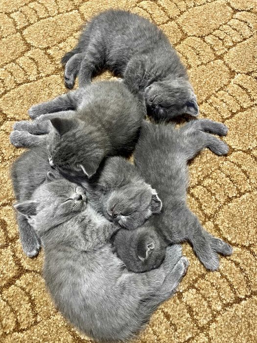 Чистокровні британські коти (прямовухі/висловухі)