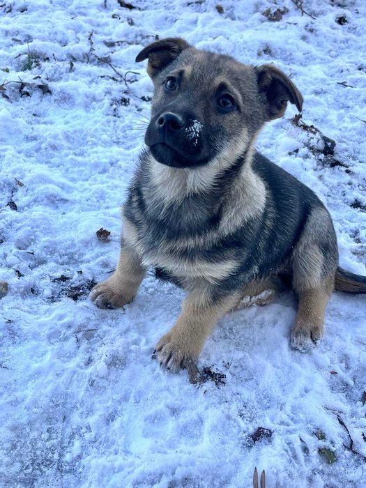 Крихітна дівчинка, 3 місяці, шукає родину!