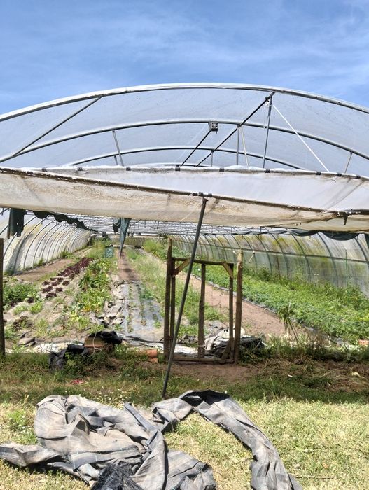 Estufa túnel com 50x 12 m