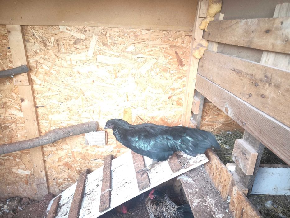 Galinha sumatra femea