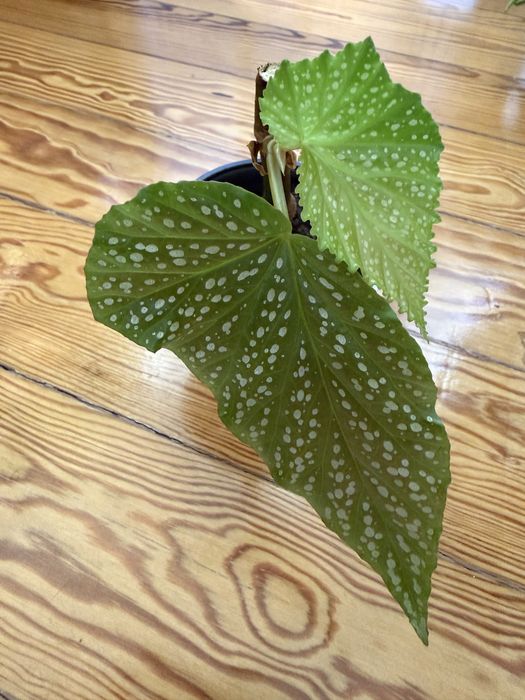 Begonia Diadema e carolina lucerna