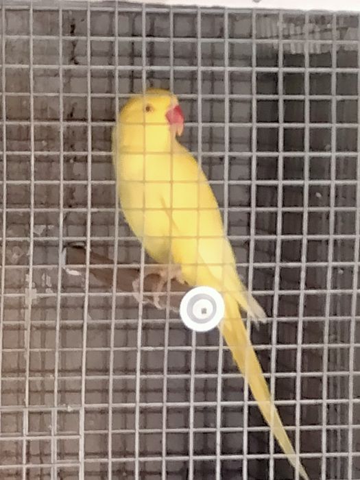 Casal de ring necks adulto