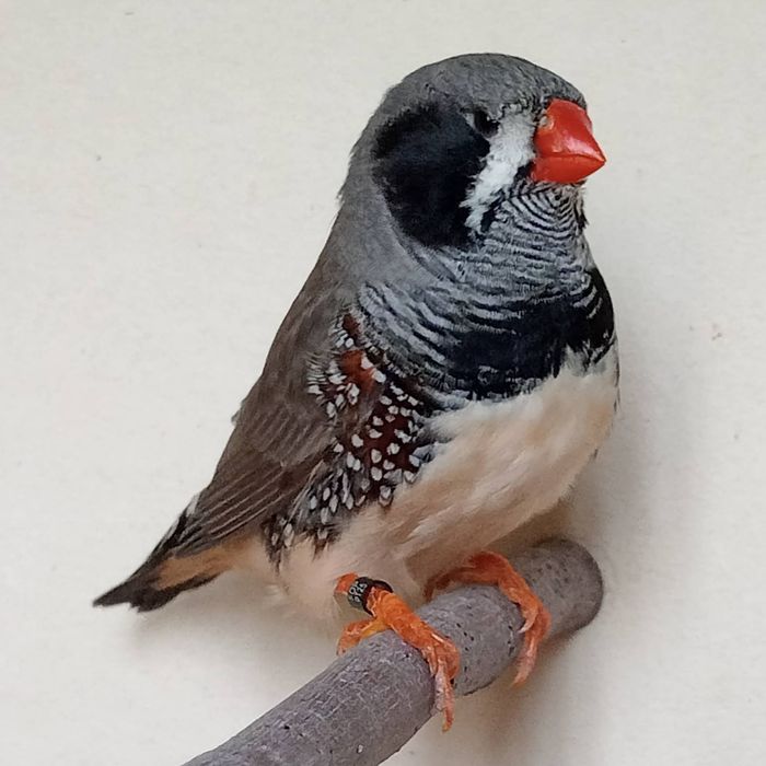 Diamantes Mandarins Exposição