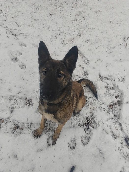 Mini owczarka do oddania