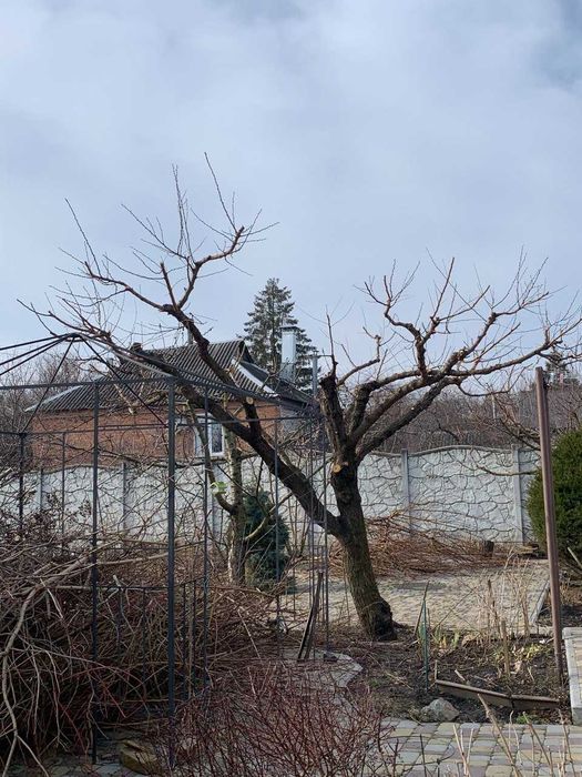 Обрезка плодовых деревьев