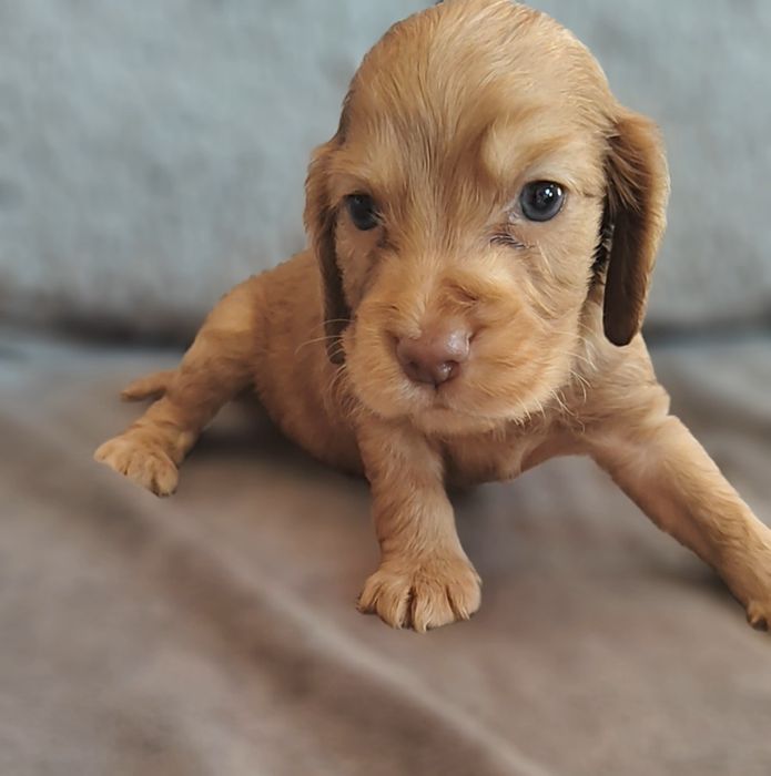 Cocker spaniel angielski suczka