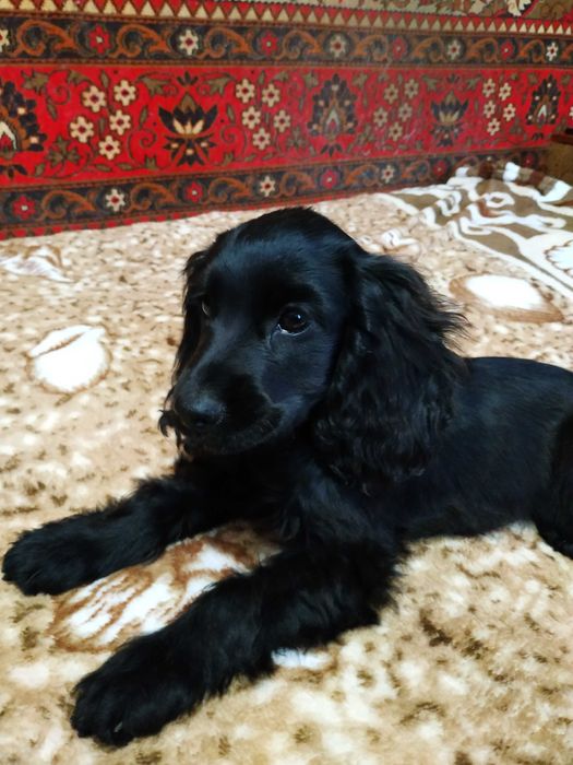 Англійський кокер спаніель дівчинка: 5 500 грн. - Собаки Кривой Рог на Olx