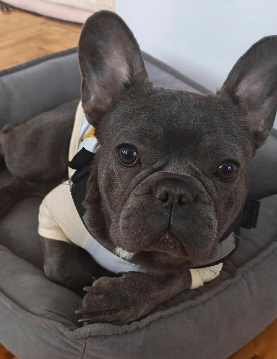 Французький бульдог безкоштовно