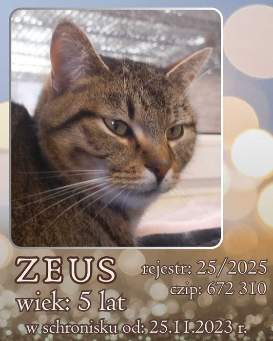 List do Św. Mikołaja – bezdomny kot ZEUS / Olsztyn