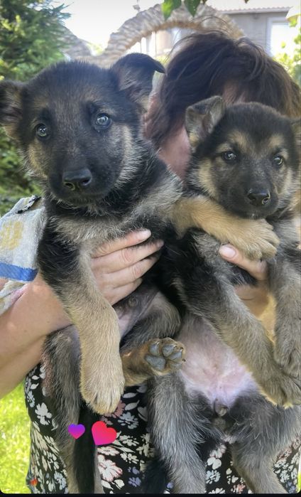 Цуценята німецької вівчарки