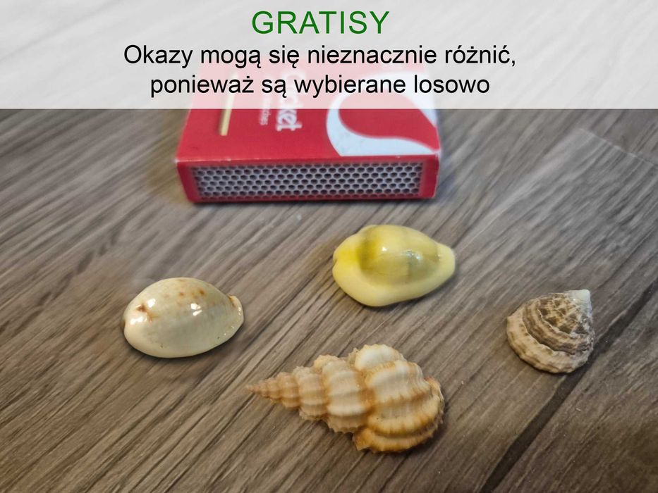 Duża muszla morska Cassis Cornuta + GRATISY