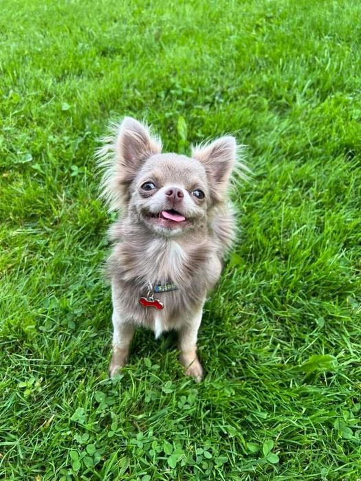 Chihuahua długowłosy