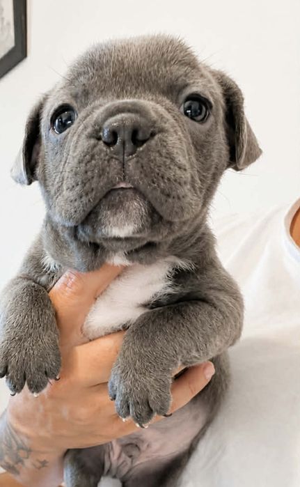 Bulldog francês fêmea blue