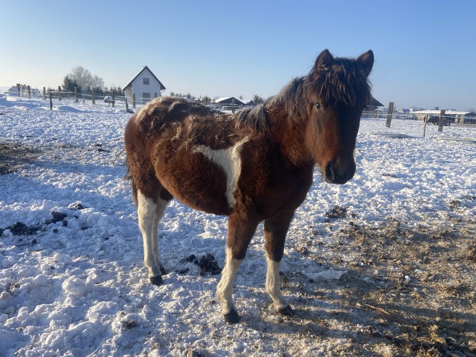 Sonnia Hucuł Klacz Dopłatowa