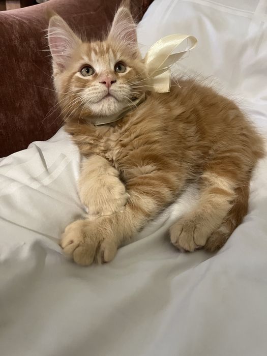 Хлопчий Мейн Кун