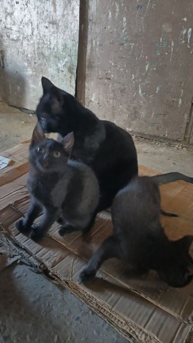 Чудесные котята черные