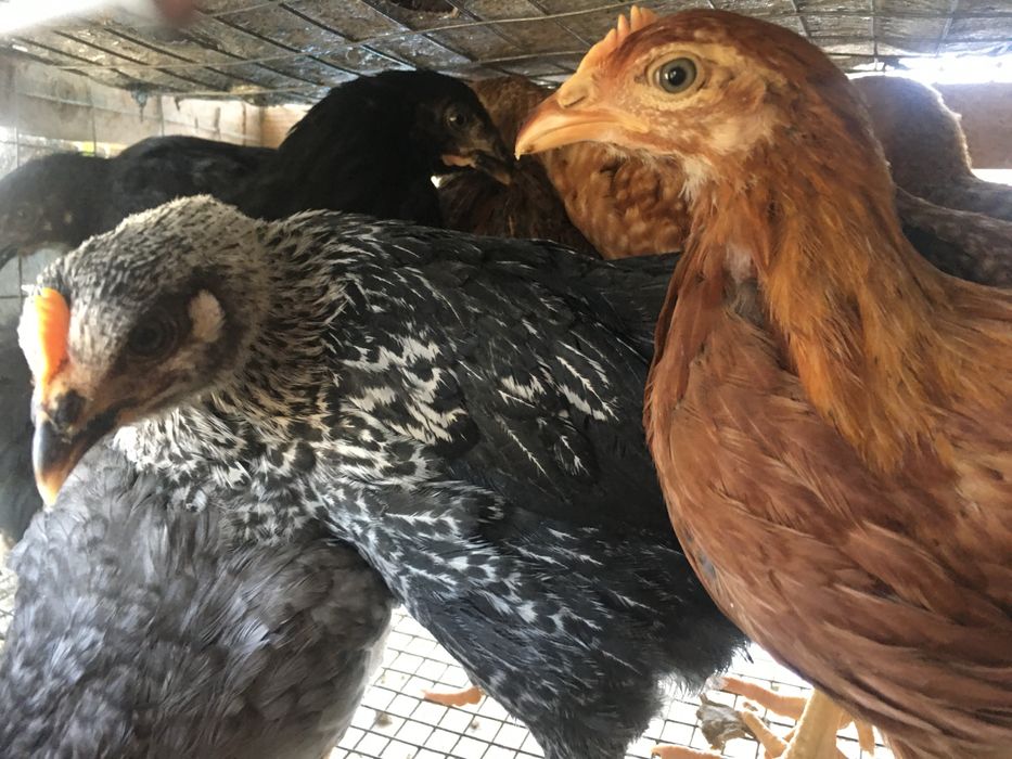 Доминант подросток курочка 55 дней