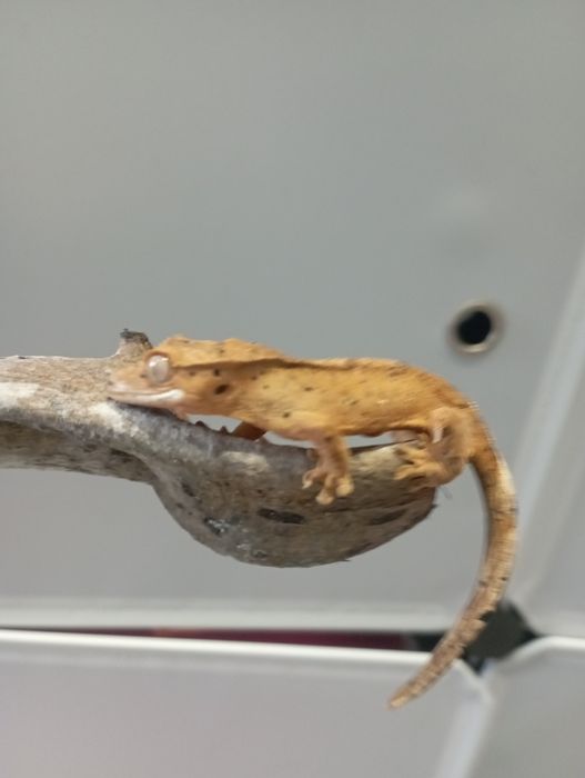 Gekony orzęsione podrostki