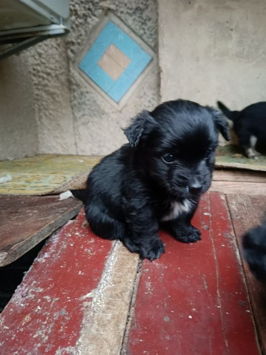 Щенки / В хорошие руки/ Подарю