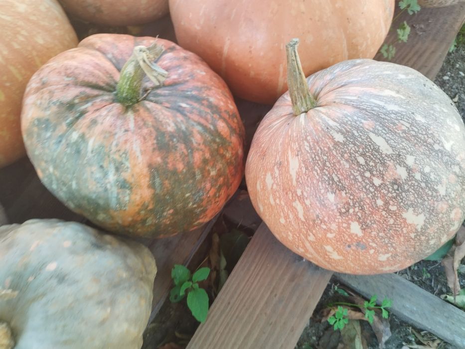 Abóboras de diversos tamanhos