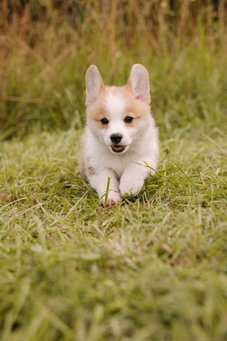 Welsh corgi pembroke