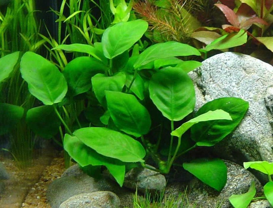 Anúbia - Barteri Gigantea Nana Mini Lanceolata - plantas fáceis - Neons
