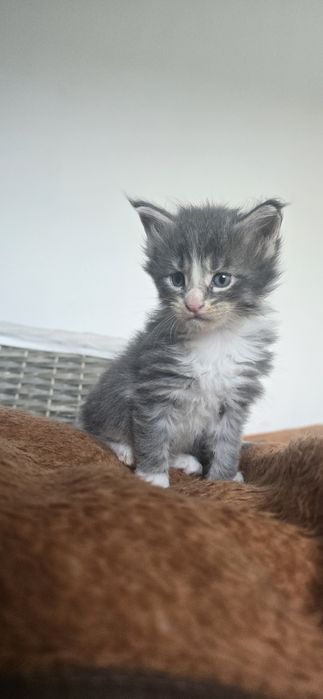 Maine coon kotka kocurek